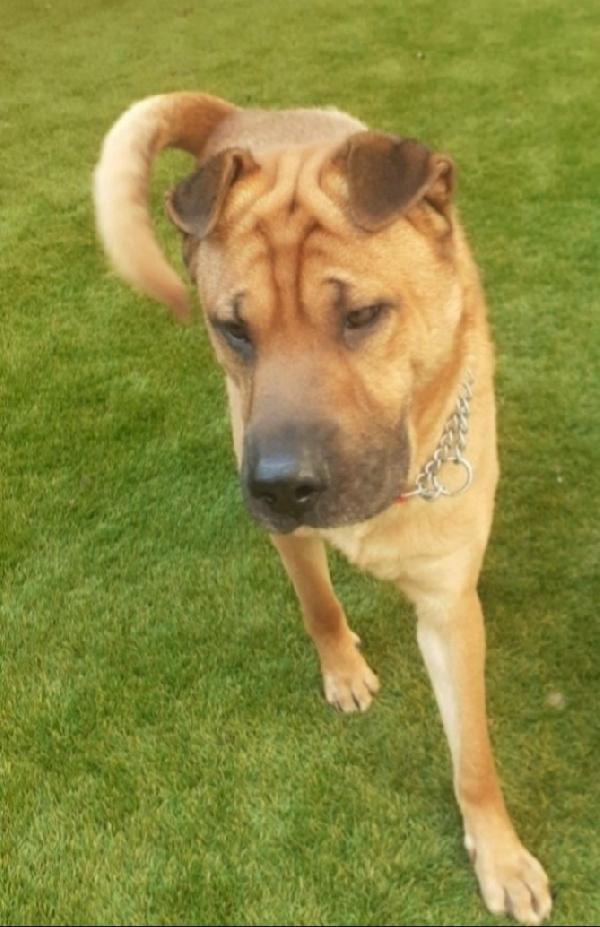 Leo Mix Sharpei 5Anni Milano Urgente Casa