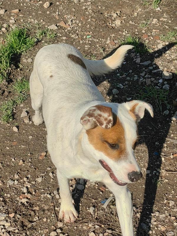 Loki: 10 mesi, taglia contenuta, socievole  Foto 3