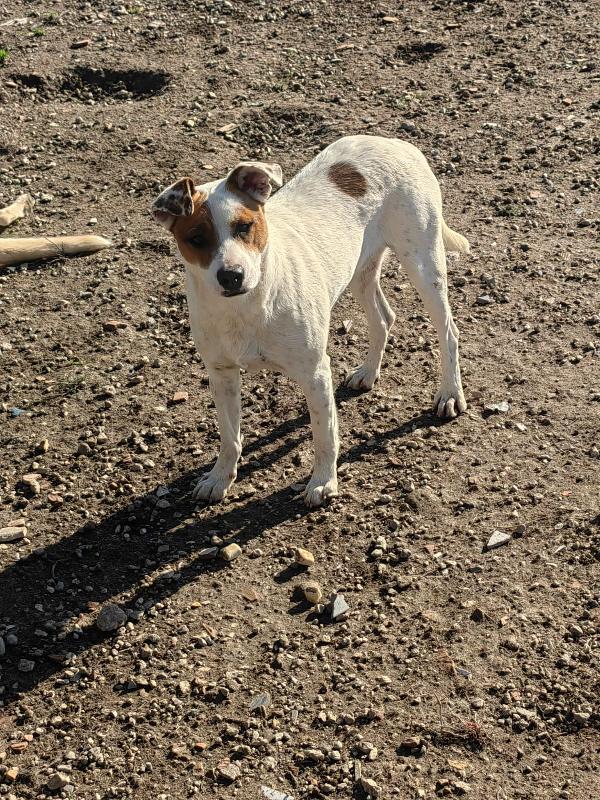 Loki: 10 mesi, taglia contenuta, socievole  Foto 4