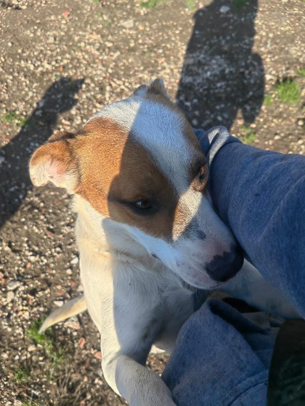 Loki: 10 mesi, taglia contenuta, socievole  Foto 5