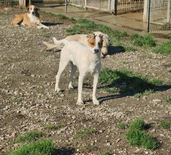 Loki: 10 mesi, taglia contenuta, socievole  Foto 6