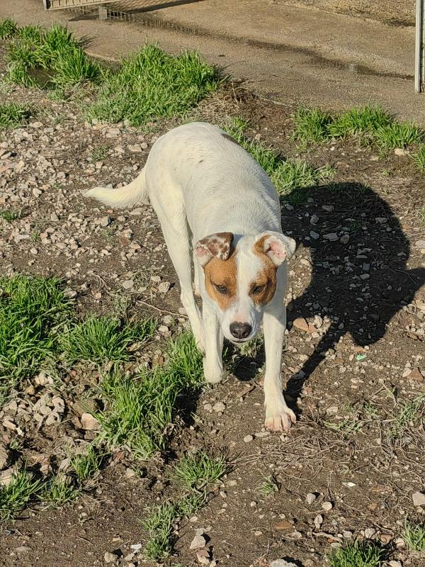 Loki: 10 mesi, taglia contenuta, socievole  Foto 7