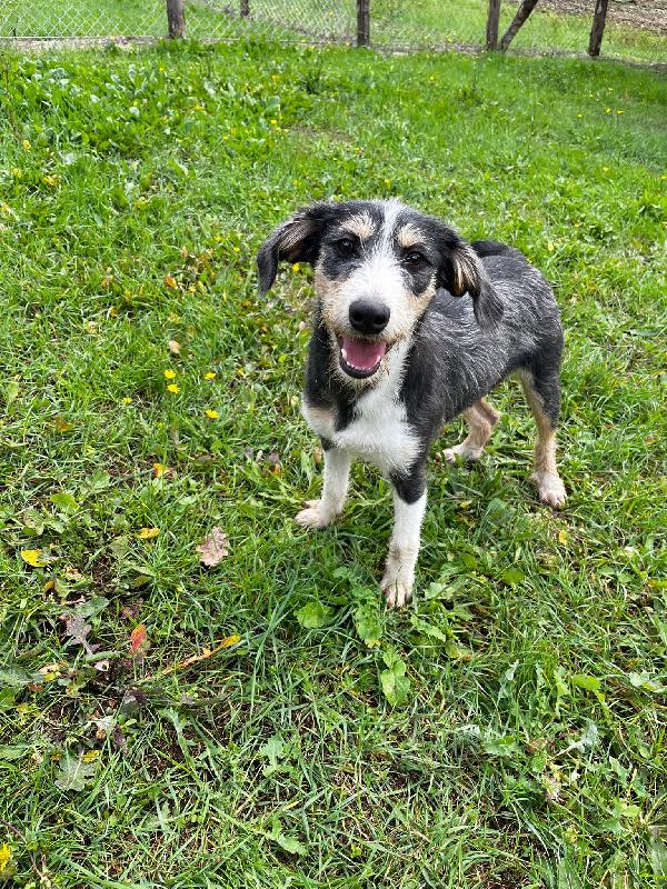 Pipistrello simpatico cucciolo mix segugio  Foto 2