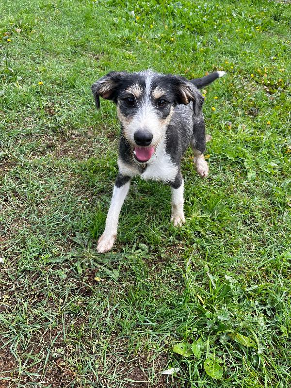 Pipistrello simpatico cucciolo mix segugio  Foto 3