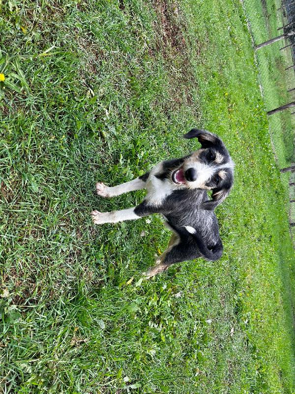 Pipistrello simpatico cucciolo mix segugio  Foto 4