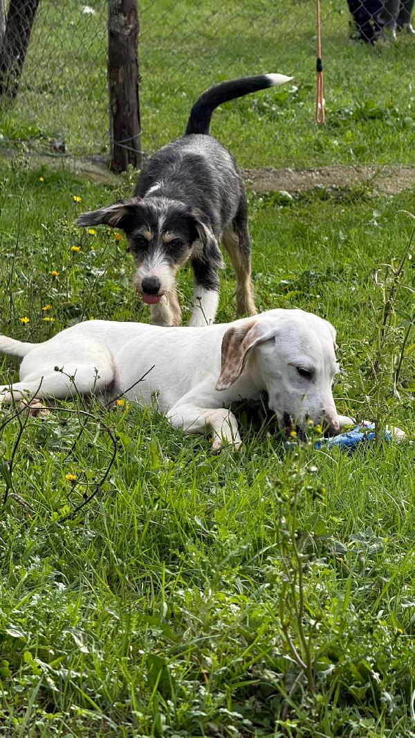 Pipistrello simpatico cucciolo mix segugio  Foto 5