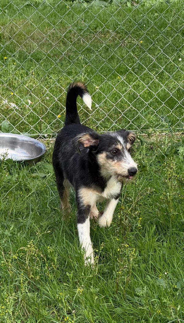 Pipistrello simpatico cucciolo mix segugio  Foto 6