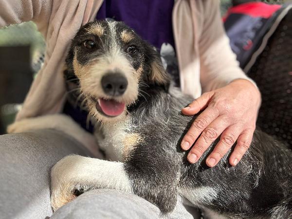 Pipistrello simpatico cucciolo mix segugio  Foto 7