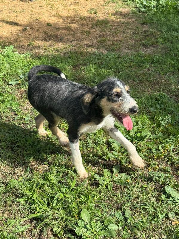 Pipistrello simpatico cucciolo mix segugio  Foto 8