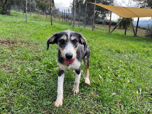 Pipistrello simpatico cucciolo mix segugio  Foto 9