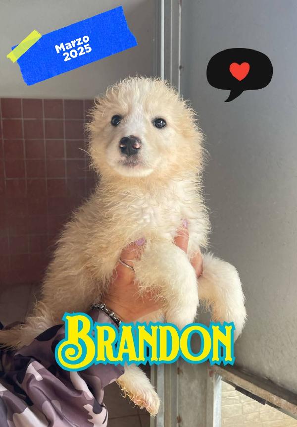 Brandon Cucciolo Bianco 