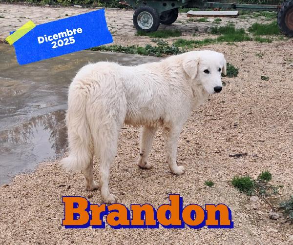 Brandon cucciolo bianco  Foto 2
