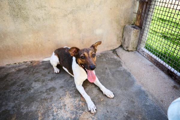 JACK - simil jack russell di 1 anno Foto 2