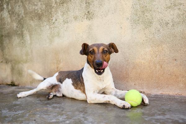 JACK - simil jack russell di 1 anno Foto 3