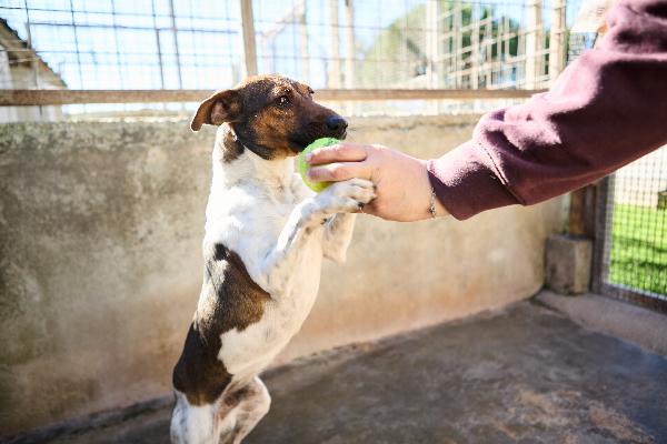 JACK - simil jack russell di 1 anno Foto 4