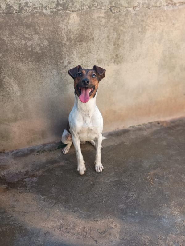 JACK - simil jack russell di 1 anno Foto 5