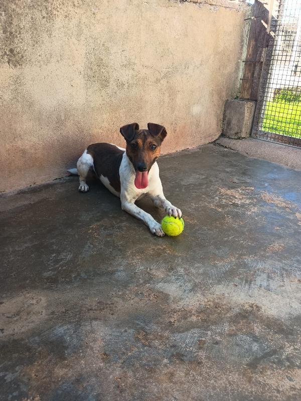 JACK - simil jack russell di 1 anno Foto 6