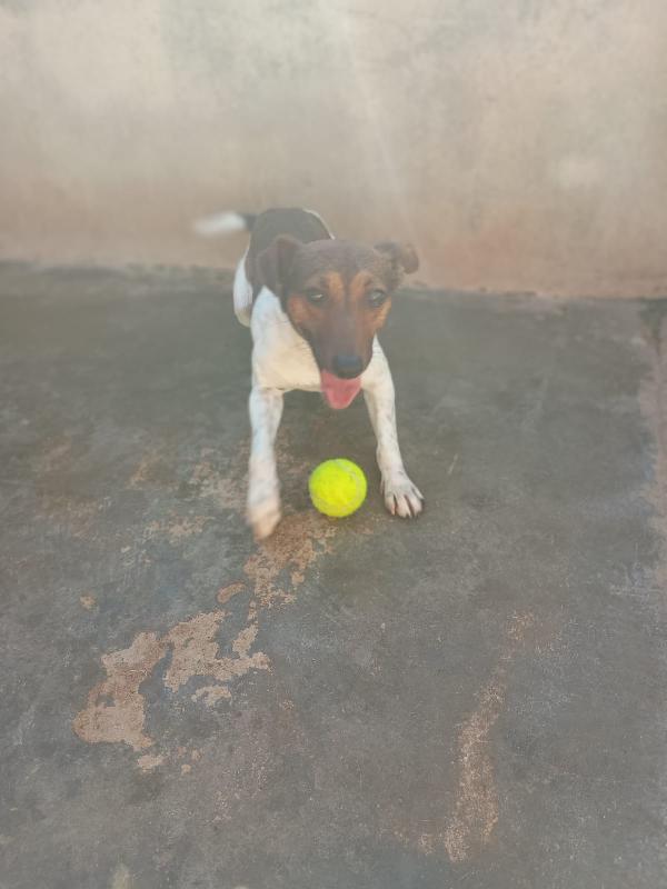 JACK - simil jack russell di 1 anno Foto 7