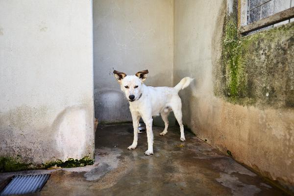 Tommy - Cagnolino Di 1 Anno E Mezzo - Taglia Media