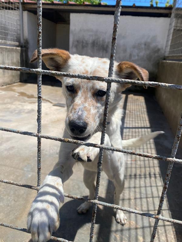 TOMMY - cagnolino di 1 anno e mezzo - taglia media Foto 2