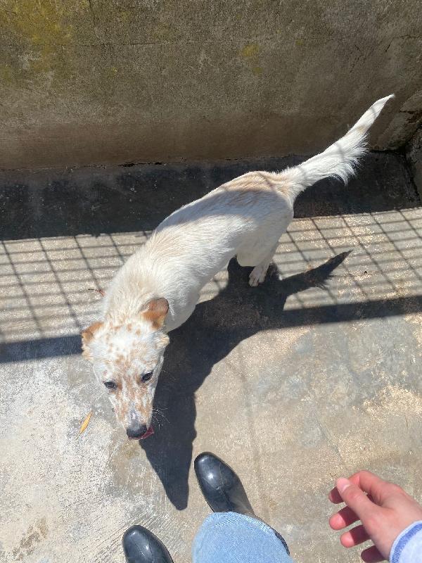 TOMMY - cagnolino di 1 anno e mezzo - taglia media Foto 3