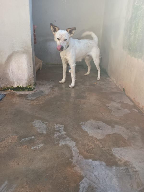 TOMMY - cagnolino di 1 anno e mezzo - taglia media Foto 4