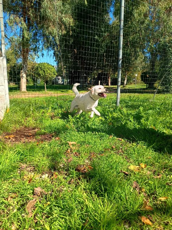 TOMMY - cagnolino di 1 anno e mezzo - taglia media Foto 5