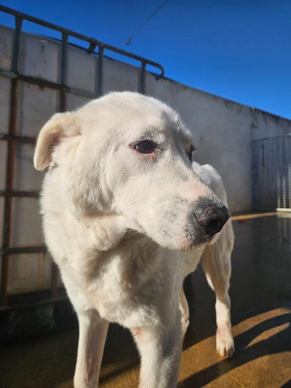 Consuelo: adozione del cuore o stallo  Foto 10