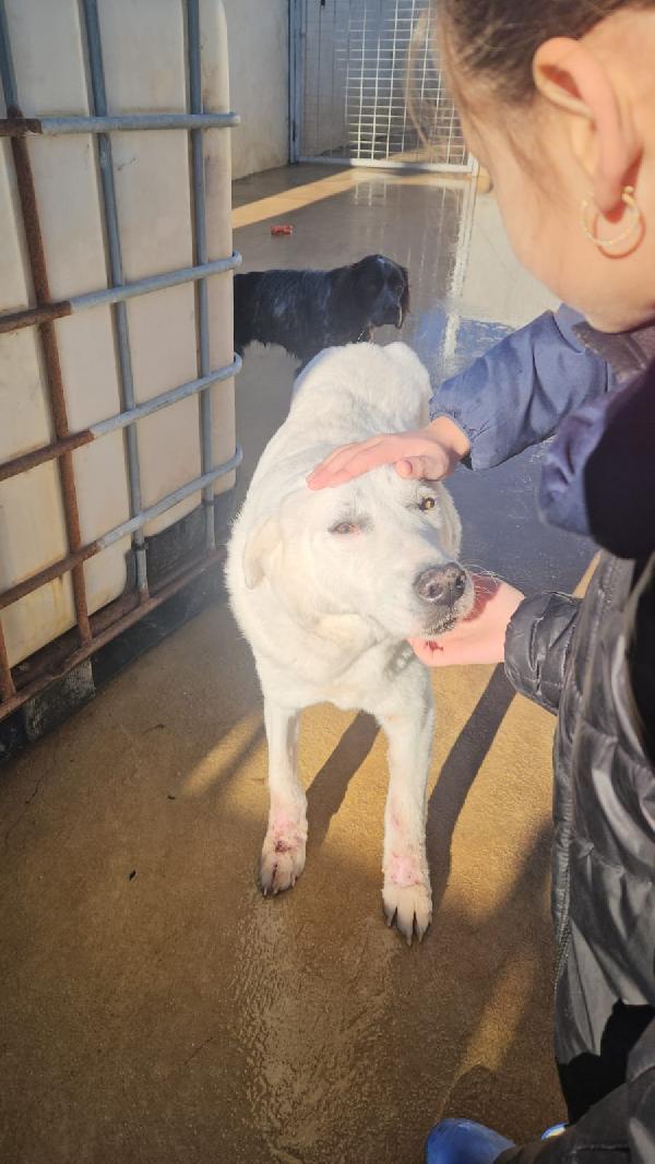 Consuelo: adozione del cuore o stallo  Foto 11