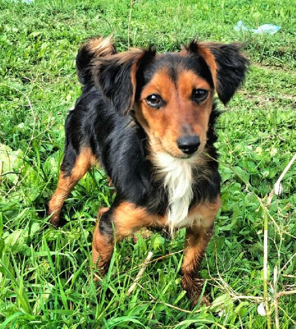 Weeny e Witchy 7 mesi taglia mini Foto 2