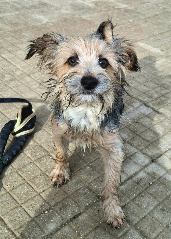 Weeny e Witchy 7 mesi taglia mini Foto 4