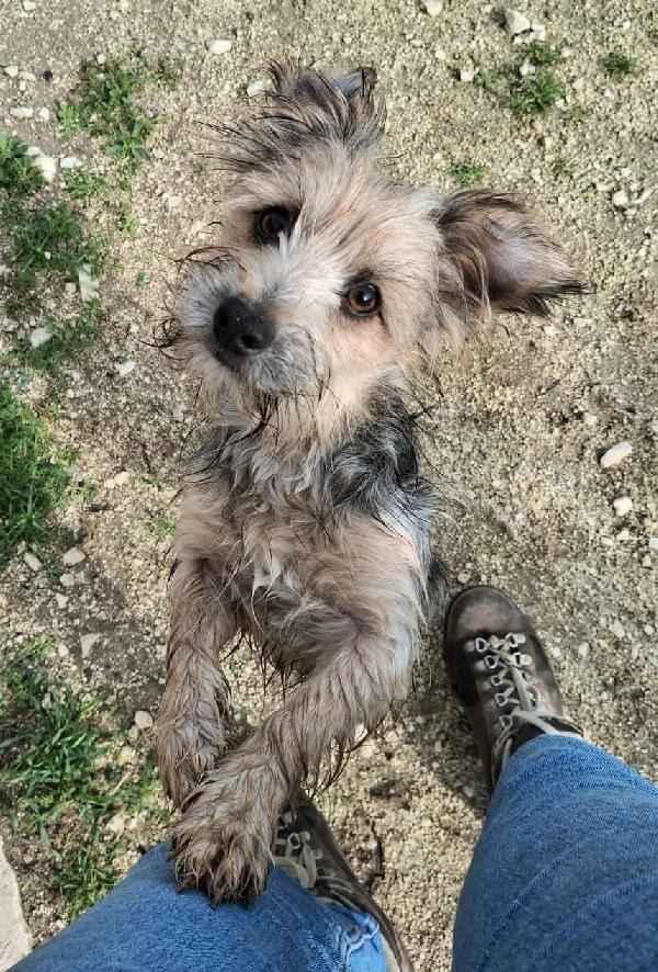 Weeny e Witchy 7 mesi taglia mini Foto 5