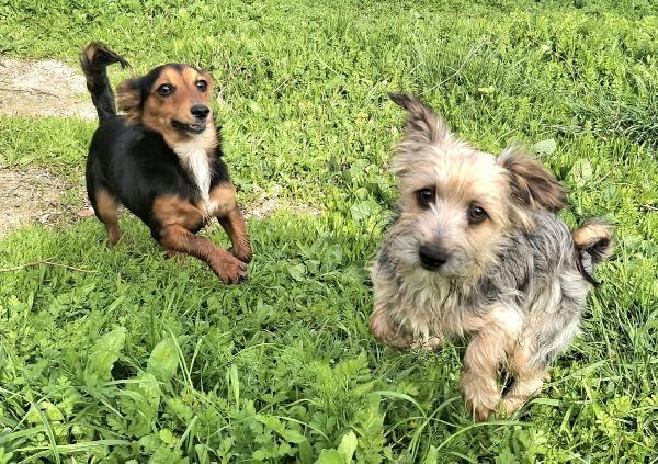 Weeny e Witchy 7 mesi taglia mini Foto 7