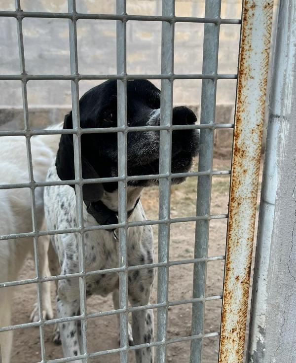 DJANGO tenerissimo cane in adozione! Foto 2