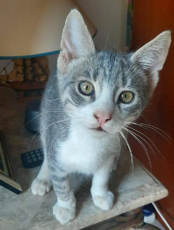 DENNY, tenero micino in adozione! Foto 4