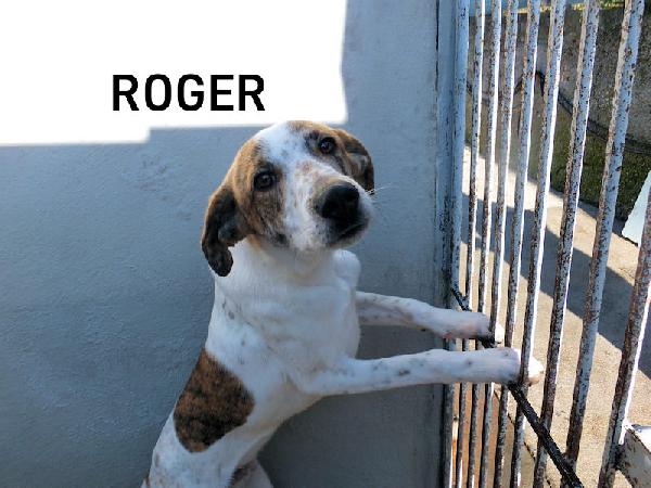 Roger Bello E Simpatico