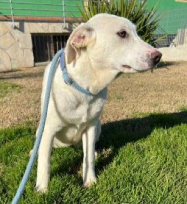 Jessi Femmina Mix Labrador 4Anni In Canile Da Cucciola