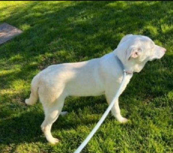 Jessi femmina mix Labrador 4anni in canile da cucciola Foto 2