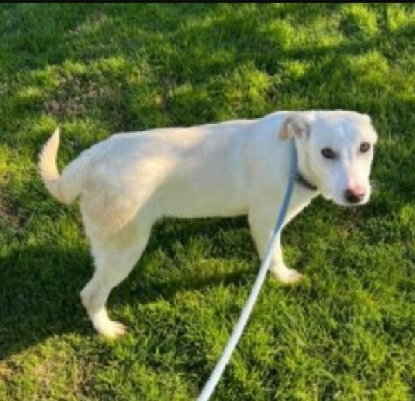 Jessi femmina mix Labrador 4anni in canile da cucciola Foto 3