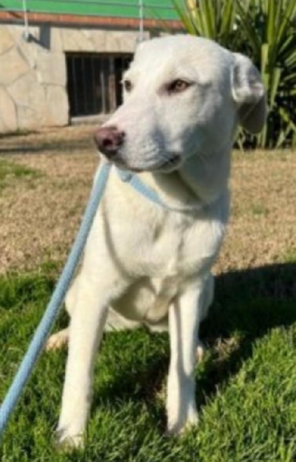 Jessi femmina mix Labrador 4anni in canile da cucciola Foto 4