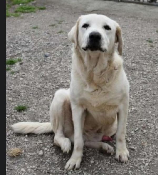 Labrador adulto in canile da 4anni! NAPOLI Foto 2