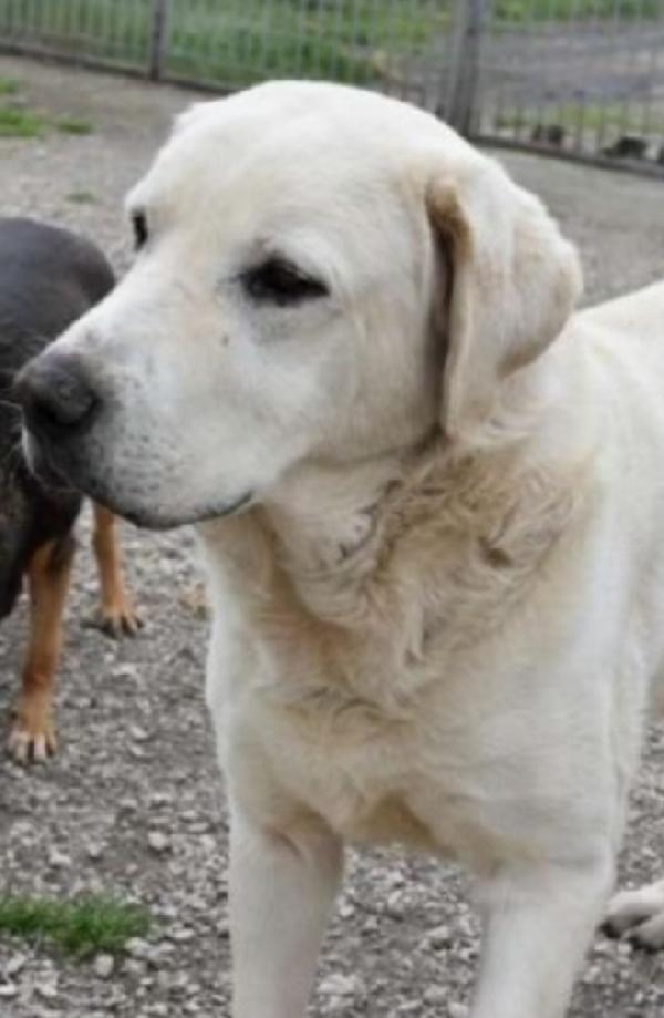 Labrador adulto in canile da 4anni! NAPOLI Foto 3