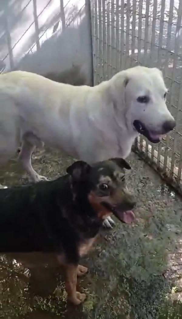 Labrador adulto in canile da 4anni! NAPOLI Foto 4