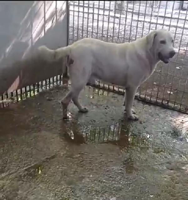 Labrador adulto in canile da 4anni! NAPOLI Foto 6