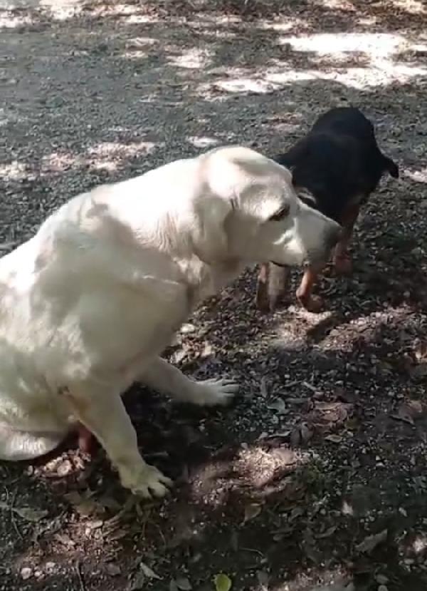 Labrador adulto in canile da 4anni! NAPOLI Foto 7