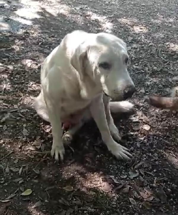 Labrador adulto in canile da 4anni! NAPOLI Foto 8
