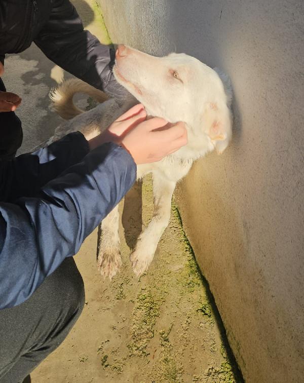 Chiara: 1 anno, socievole ed equilibrata Foto 9