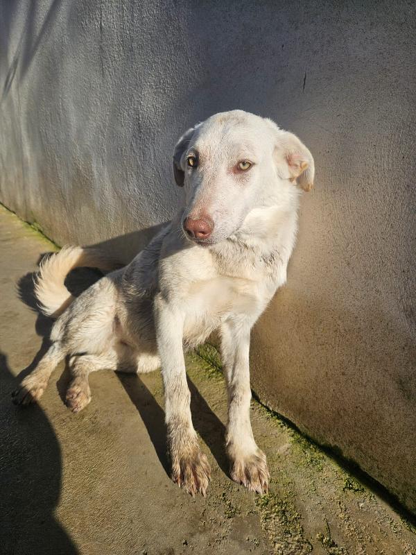 Chiara: 1 anno, socievole ed equilibrata Foto 10