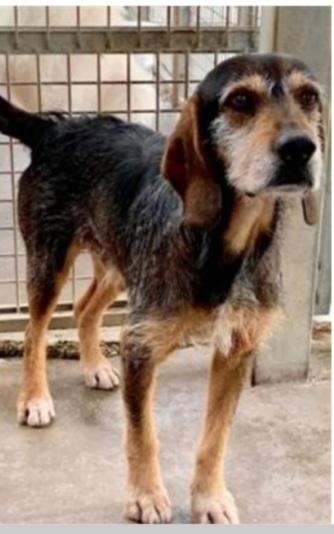 13ANNI DI CANILE!! POSSIBILE TANTA SFORTUNATA?? Foto 2