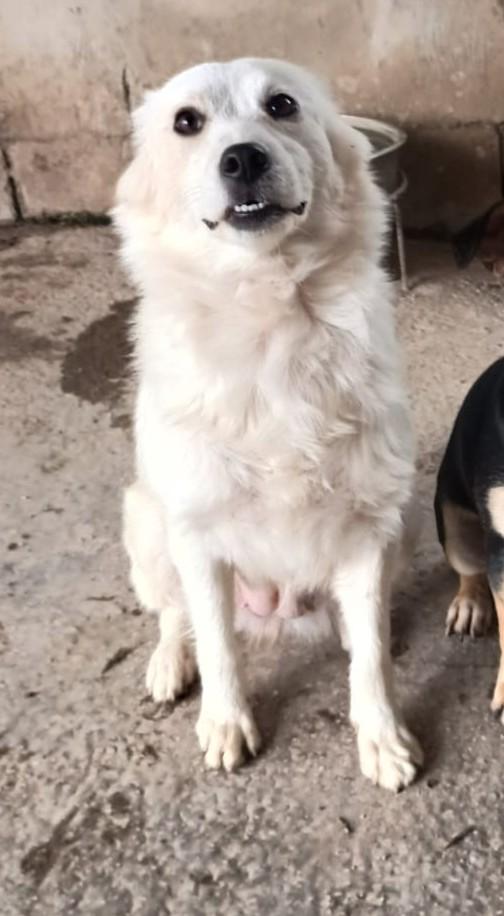 RUGIADA - cagnolina di 1 anno - taglia medio-piccola Foto 2